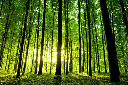 Mott Macdonald to become carbon neutral
