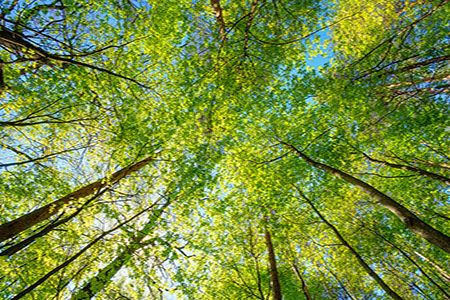 Red Rock Biofuels and Frontline BioEnergy produce syngas from biomass