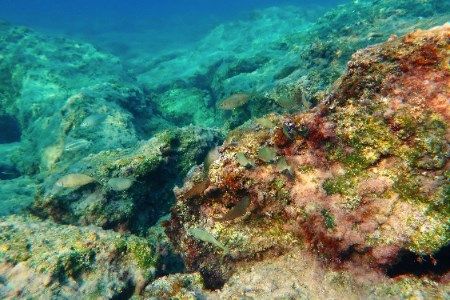 CorPower Ocean completes geophysical survey off Portuguese coast